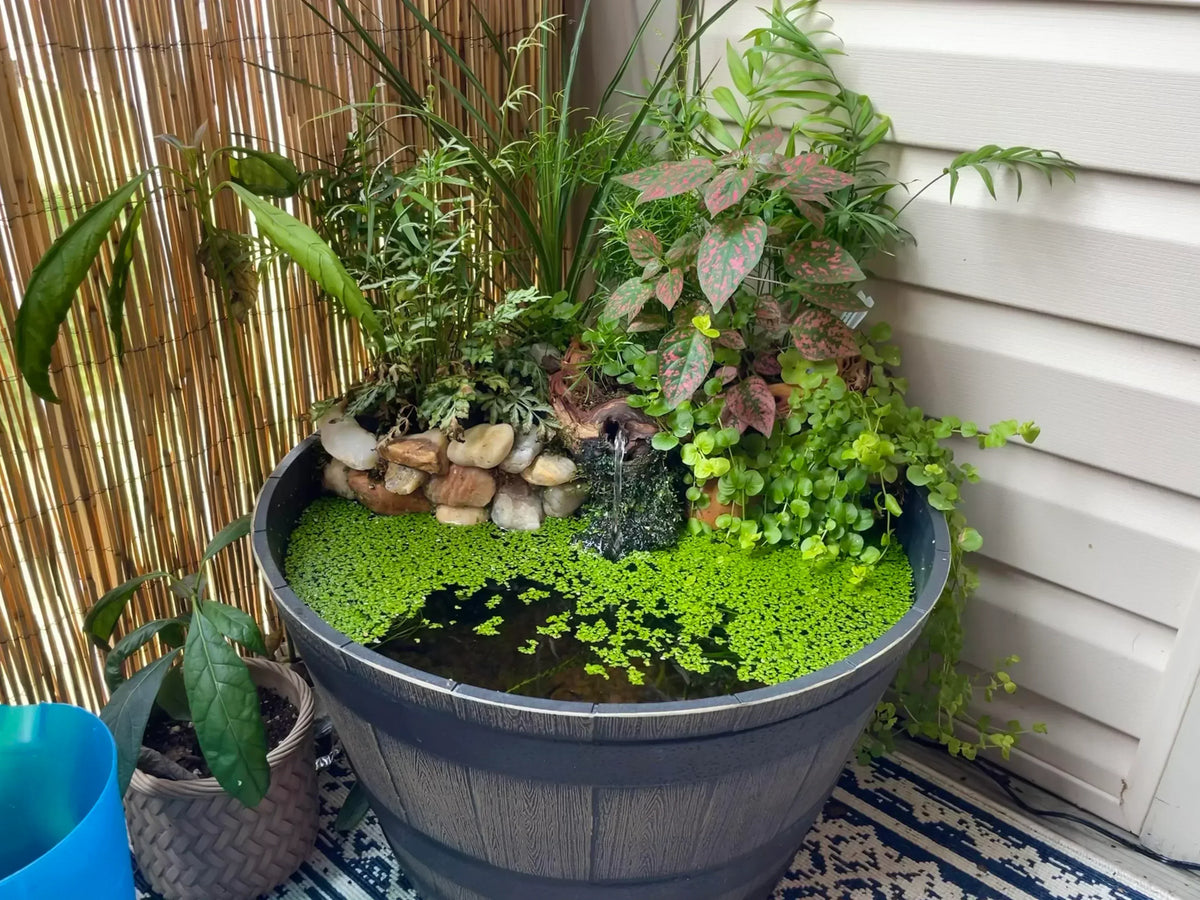 Trendy Pond mini-vijver Velda - Nieuws Trendy Pond mini-vijver Velda - Nieuws