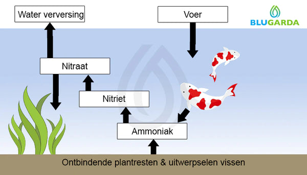 Zo werkt het eco-systeem voor filtering in je vijver