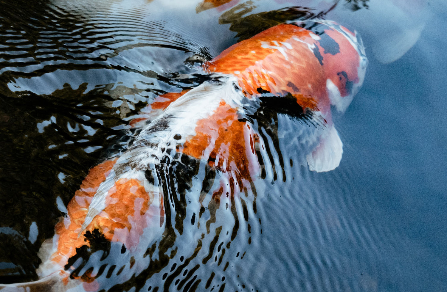 Koi vis welke helder vijverwater in de vijver laat zien door goede filtering